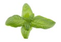Basil leaf isolated on white background, close up. Fresh basil herb. Royalty Free Stock Photo