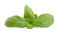 Basil leaf isolated on white background, close up. Fresh basil herb. Royalty Free Stock Photo