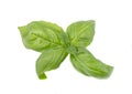 Basil leaf isolated on white background, close up. Fresh basil herb. Royalty Free Stock Photo