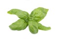 Basil leaf isolated on white background, close up. Fresh basil herb. Royalty Free Stock Photo