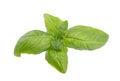 Basil leaf isolated on white background, close up. Fresh basil herb. Royalty Free Stock Photo