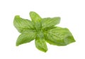 Basil leaf isolated on white background, close up. Fresh basil herb. Royalty Free Stock Photo