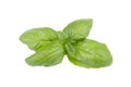 Basil leaf isolated on white background, close up. Fresh basil herb. Royalty Free Stock Photo