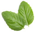 basil leaf isolated on white background. full depth of field. clipping path Royalty Free Stock Photo