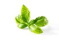 Basil leaf rosette close-up isolated on white background