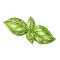 Basil leaf watercolor isolated on white background