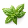 Basil Leaf On White Background: Pontormo-inspired Environmental Awareness Royalty Free Stock Photo