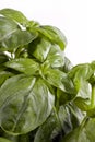 Basil leaves Royalty Free Stock Photo