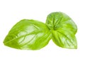 Basil leaves