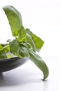 Basil leaves on a blue plate Royalty Free Stock Photo