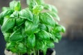 Basil leaves in a bowl on dark rustic wooden table Green flavoring outdoor. Fresh Basil. Nature healthy. Condiment