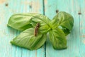 Basil leaves and caterpillar closeup Royalty Free Stock Photo