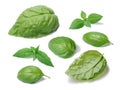 Basil leaves collection, different cultivars Royalty Free Stock Photo