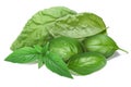 Basil leaves, different cultivars Royalty Free Stock Photo