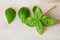 Basil Leaves