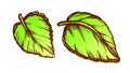 Basil Leaves Fresh Spice For Nutrition Ink Vector