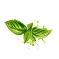 Basil leaves graphic illustration. Basil or Ocimum basilicum, also called great basil or Saint-Joseph's-wort. Culinary herb of th