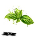 Basil leaves graphic illustration. Basil or Ocimum basilicum, also called great basil or Saint-Joseph's-wort. Culinary herb of th