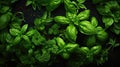 Basil leaves green plant herb food organic fresh freshness ingredient Royalty Free Stock Photo