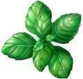 Basil leaves