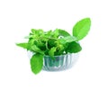Basil leaves herb pile in bowl glass on white background Royalty Free Stock Photo
