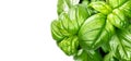 Basil leaves isolated on white background. Green basil growing. Fresh Flavoring. Nature healthy food
