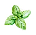 Basil leaves isolated on white watercolor illustration