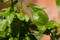 Basil Royalty Free Stock Photo