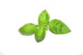 basil leaves seasonings on a white background