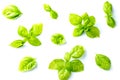 Basil leaves spice closeup isolated on white background. Royalty Free Stock Photo