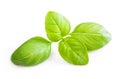 Basil leaves spice closeup. Royalty Free Stock Photo