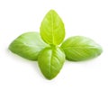 Basil leaves spice closeup. Royalty Free Stock Photo