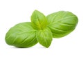 Basil leaves spice closeup. Royalty Free Stock Photo