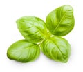 Basil leaves spice closeup Royalty Free Stock Photo