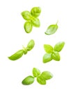 Basil leaves spice closeup isolated Royalty Free Stock Photo