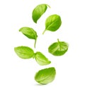 Basil leaves spice closeup Royalty Free Stock Photo