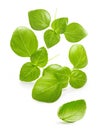 Basil leaves spice closeup Royalty Free Stock Photo