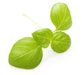 Basil leaves spice closeup Royalty Free Stock Photo