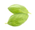 Basil leaves spice closeup isolated on white background. Royalty Free Stock Photo