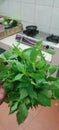 basil leaves, which are efficacious, relieve fever and relieve voice vitality