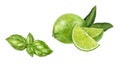 Basil lime set composition watercolor isolated on white background