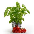 Fresh basil in a metal bucket, tomatoes