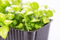 Basil microgreens in a sprouting tray on a white background. Germinating seeds at home. Vegan and healthy food concept Royalty Free Stock Photo