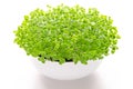 Basil microgreens in white bowl, front view, over white