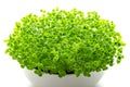 Basil microgreens in white bowl over white