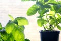 Basil and mint growing in pots