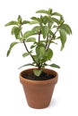 Basil Mint leaves , Latin name Mentha x piperita f. citrata Basil plant on white background