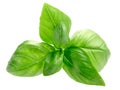 Basil o. basilicum leaves, paths, top Royalty Free Stock Photo