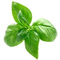 Basil o. basilicum leaves, paths, top Royalty Free Stock Photo