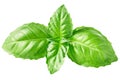 Basil O. basilicum leaves, top, paths